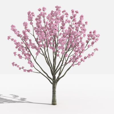 碧桃 灌木 树 植物 花 草 景观植物 园林 小区植物