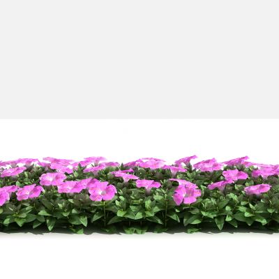 中式矮牵牛花 灌木 植物 绿化植物 景观植物