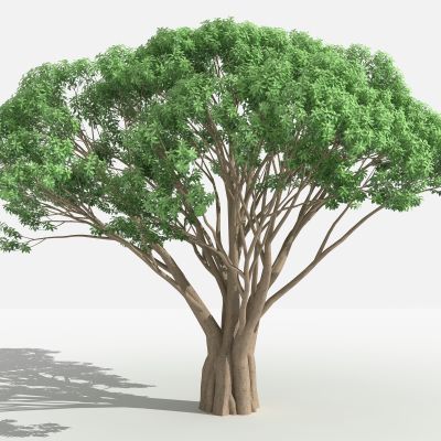 高山榕 灌木 树 植物 花 草 景观植物 园林 小区植物