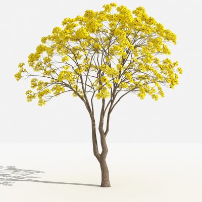 中式黄花风铃木灌木 树 植物 花 草 景观植物 园林 小区植物