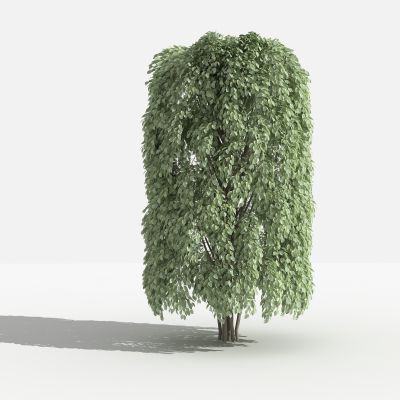 垂叶榕柱 灌木 树 植物 花 草 景观植物 园林 小区植物