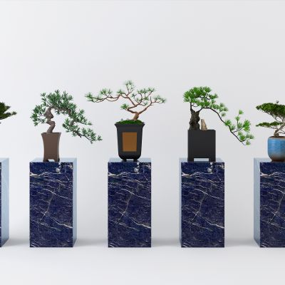 中式盆栽植物组合