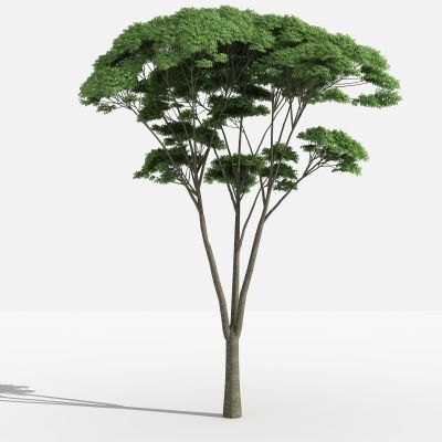 滇朴 灌木 树 植物 花 草 景观植物 园林 小区植物