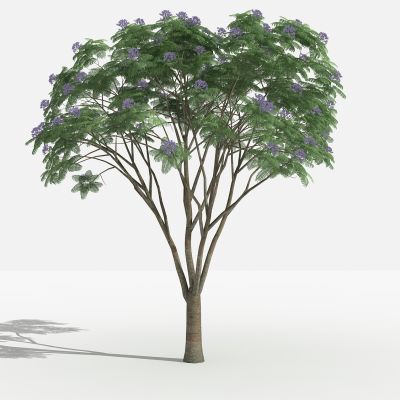 中式兰花楹 灌木 树 植物 花 草 景观植物 园林 小区植物