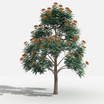 中式火焰树 灌木 树 植物 花 草 景观植物 园林 小区植物