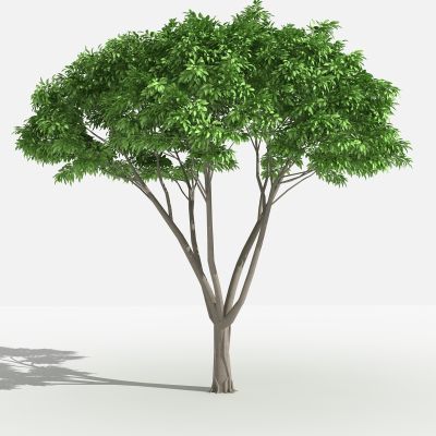 中式黄葛榕 灌木 树 植物 花 草 景观植物 园林 小区植物