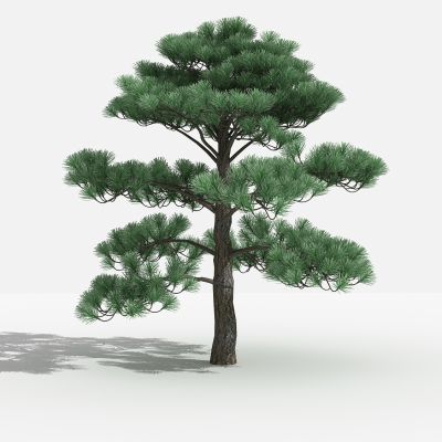 中式黑松灌木 树 植物 绿化植物 景观植物 花草 花 草