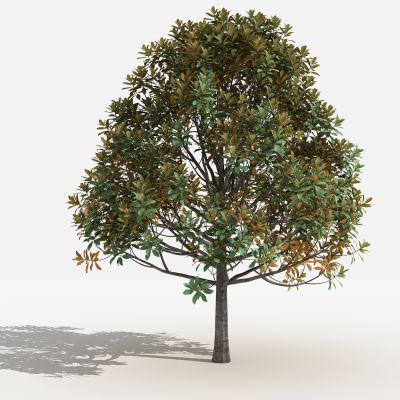 中式广玉兰灌木 树 植物 绿化植物 景观植物 花草 花 草