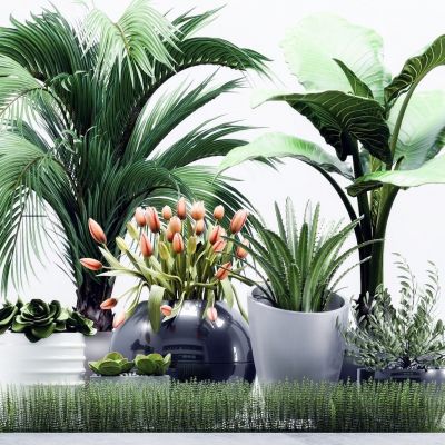 现代绿植盆栽组合