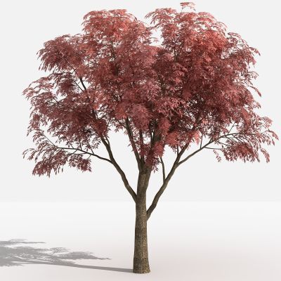 中式黄连木 灌木 树 植物 花 草 景观植物 园林 小区植物