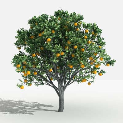 橙子树 灌木 树 植物 花 草 景观植物 园林 小区植物