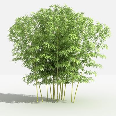 中式金竹 灌木 树 植物 花 草 景观植物 园林 小区植物