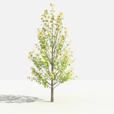 滇杨 灌木 树 植物 花 草 景观植物 园林 小区植物