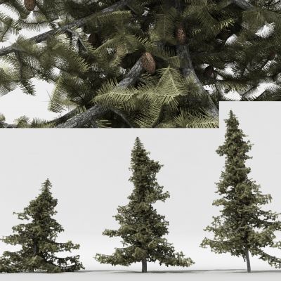 中式松树 景观树 庭院树 树