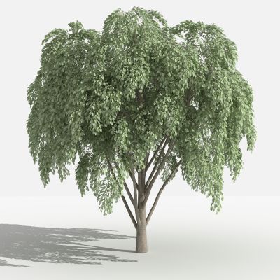 垂叶榕 灌木 树 植物 花 草 景观植物 园林 小区植物