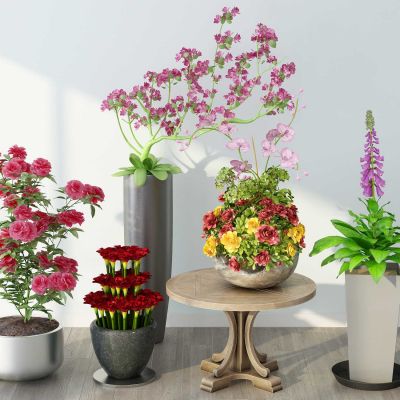 现代大型植物盆栽