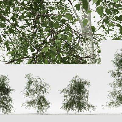 现代景观树 庭院树 行道树 树 植物