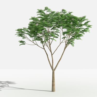 中式合欢灌木 树 植物 绿化植物 景观植物 花草