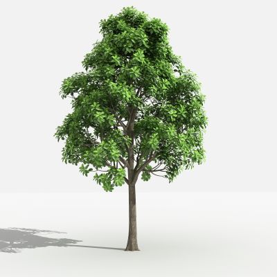 大叶樟 灌木 树 植物 花 草 景观植物 园林 小区植物