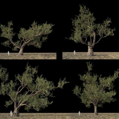 现代澳大利亚桉树