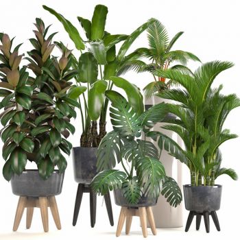 11现代室内盆栽植物，花盆，散尾葵，芭蕉叶