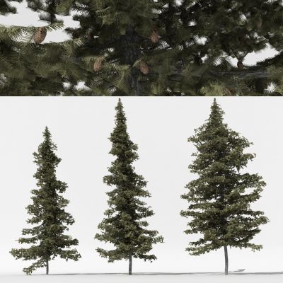 中式松树 景观树 庭院树 树