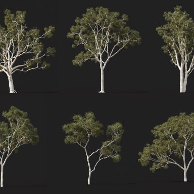 现代景观树 橡胶树 庭院树 行道树 树林 树