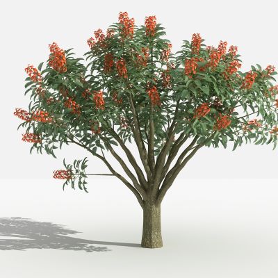 中式 鸡冠刺桐 灌木 树 植物 花 草 景观植物 园林 小区植物