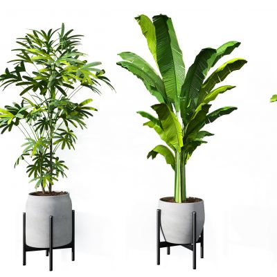 现代植物盆栽组合