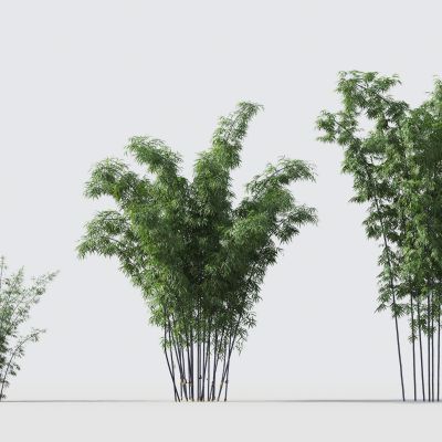 现代绿植竹子组合