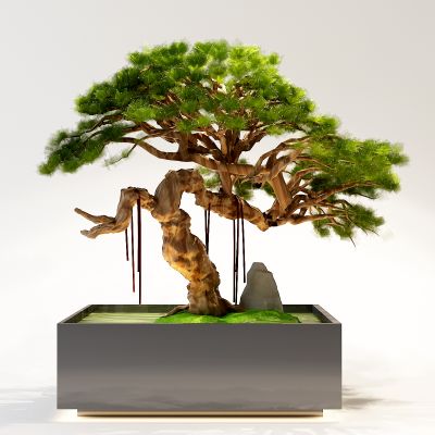 中式盆栽植物 景观树