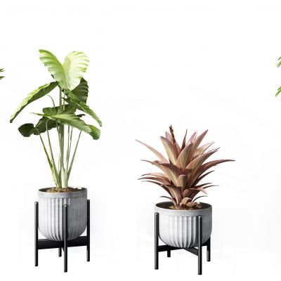 现代植物盆栽组合