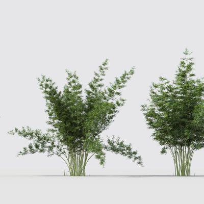 现代绿植竹子组合