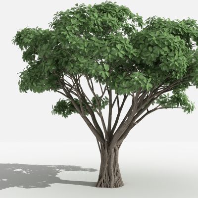 虎克榕   灌木 树 植物 花 草 景观植物 园林 小区植物