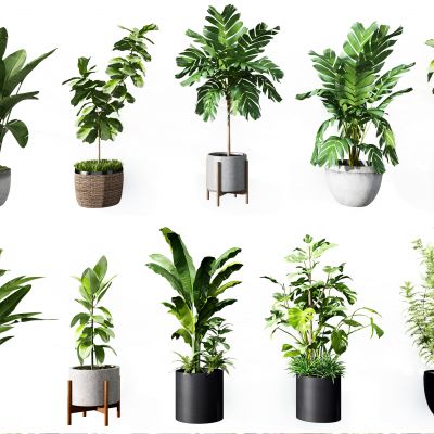 现代植物盆栽组合