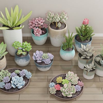 现代盆栽 绿植 植物 花卉