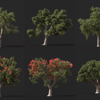 现代景观树 花树 庭院树 鸟瞰树 树