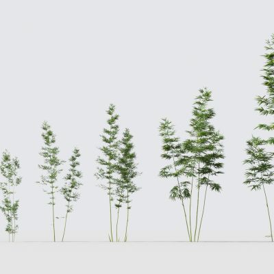 现代绿植竹子组合