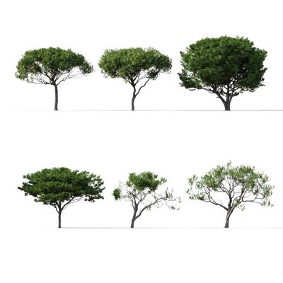 现代树木五针松