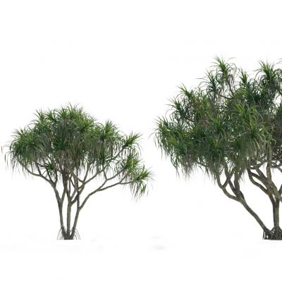 现代热带植物 树木