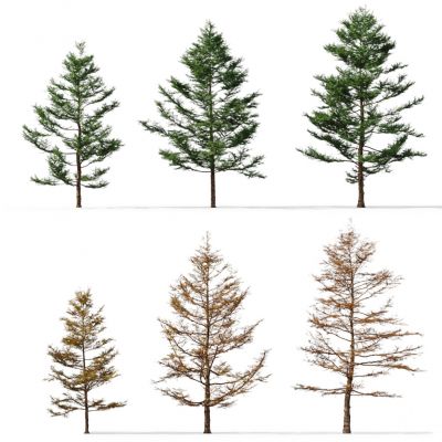 现代树木落叶松