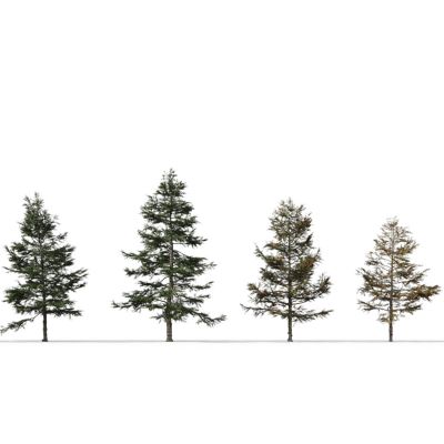 现代树木落叶松