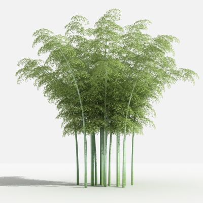 中式毛竹 灌木 树 植物 花 草 景观植物 园林 小区植物