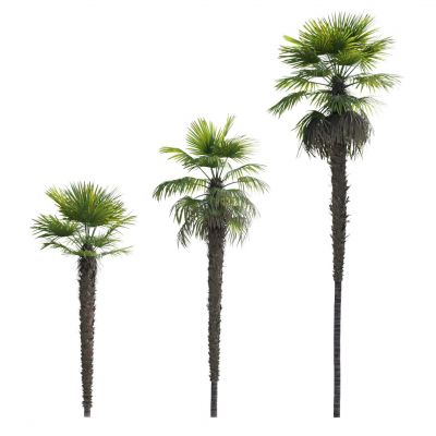 现代棕榈树 热带树木