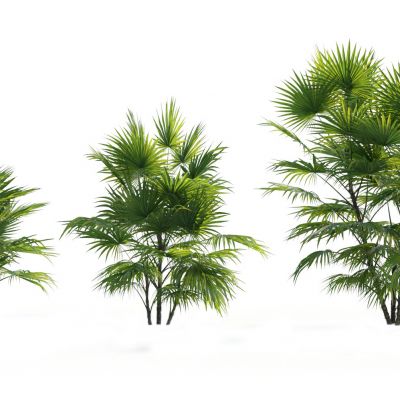 现代热带树木 棕榈树