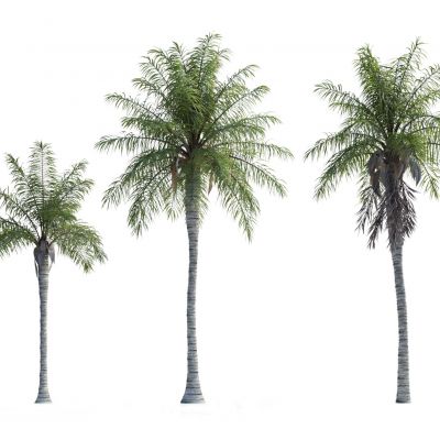 现代热带树木 棕榈树