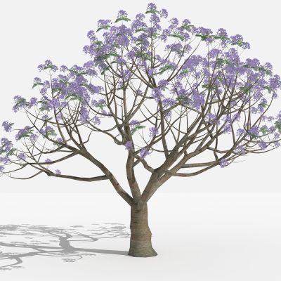 新中式兰花楹 灌木 树 植物 花 草 景观植物 园林 小区植物