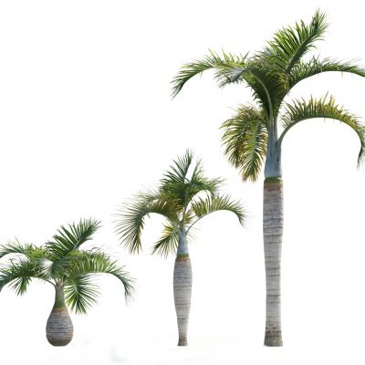 现代椰子树 植物