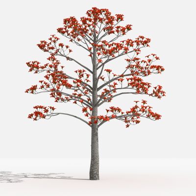 中式木棉 灌木 树 植物 花 草 景观植物 园林 小区植物