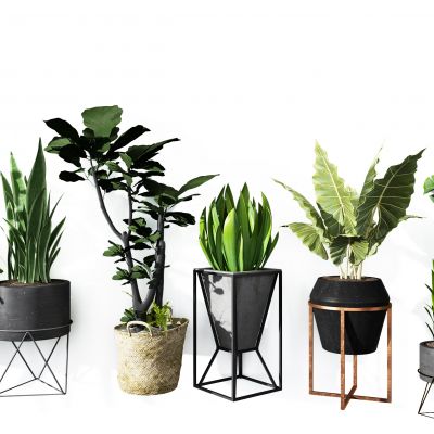 现代植物盆栽组合